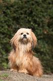LHASSA APSO 143